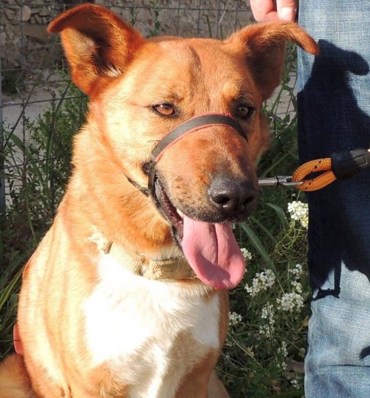 perro-bo perro-bo